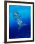 Baby Squid-null-Framed Photographic Print