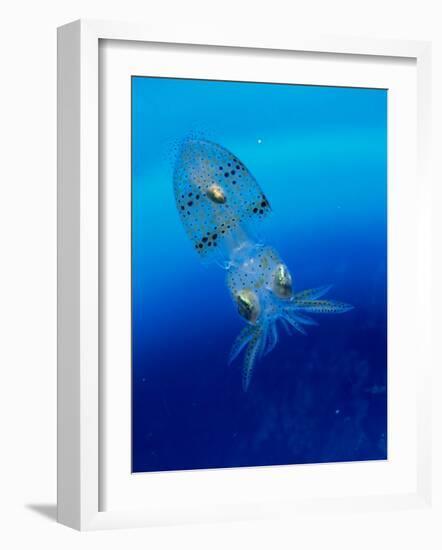 Baby Squid-null-Framed Photographic Print