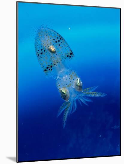 Baby Squid-null-Mounted Photographic Print
