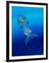 Baby Squid-null-Framed Photographic Print