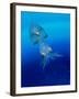 Baby Squid-null-Framed Photographic Print