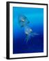 Baby Squid-null-Framed Photographic Print