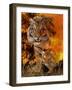 Baby Steps-Gordon Semmens-Framed Giclee Print