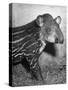 Baby Tapir-Cornell Capa-Stretched Canvas