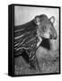 Baby Tapir-Cornell Capa-Framed Stretched Canvas