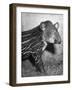 Baby Tapir-Cornell Capa-Framed Photographic Print