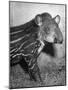 Baby Tapir-Cornell Capa-Mounted Photographic Print