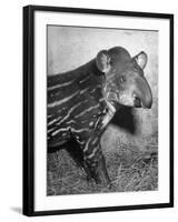 Baby Tapir-Cornell Capa-Framed Photographic Print