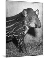 Baby Tapir-Cornell Capa-Mounted Photographic Print