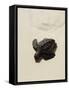 Baby Turtle on Beach, Santa Maria, Sal (Salt), Cape Verde Islands, Africa-R H Productions-Framed Stretched Canvas