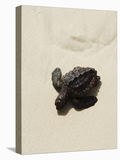 Baby Turtle on Beach, Santa Maria, Sal (Salt), Cape Verde Islands, Africa-R H Productions-Stretched Canvas