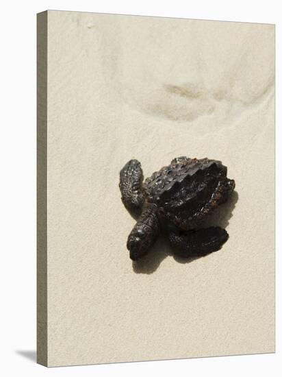 Baby Turtle on Beach, Santa Maria, Sal (Salt), Cape Verde Islands, Africa-R H Productions-Stretched Canvas