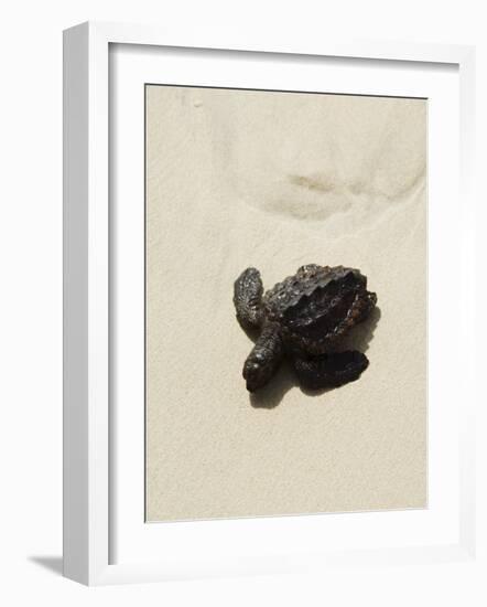 Baby Turtle on Beach, Santa Maria, Sal (Salt), Cape Verde Islands, Africa-R H Productions-Framed Photographic Print