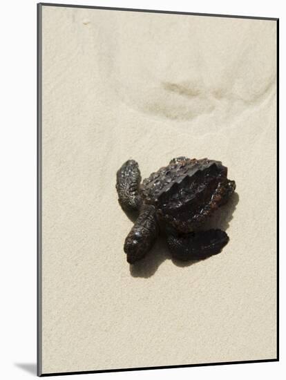 Baby Turtle on Beach, Santa Maria, Sal (Salt), Cape Verde Islands, Africa-R H Productions-Mounted Photographic Print