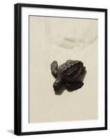 Baby Turtle on Beach, Santa Maria, Sal (Salt), Cape Verde Islands, Africa-R H Productions-Framed Photographic Print