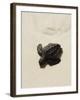 Baby Turtle on Beach, Santa Maria, Sal (Salt), Cape Verde Islands, Africa-R H Productions-Framed Photographic Print