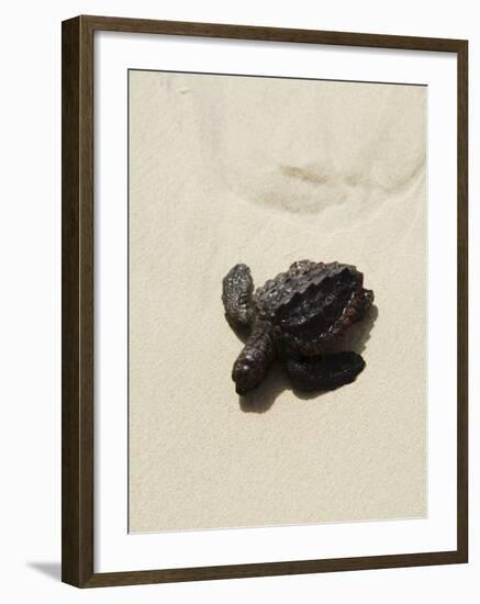 Baby Turtle on Beach, Santa Maria, Sal (Salt), Cape Verde Islands, Africa-R H Productions-Framed Photographic Print