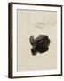 Baby Turtle on Beach, Santa Maria, Sal (Salt), Cape Verde Islands, Africa-R H Productions-Framed Photographic Print