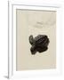 Baby Turtle on Beach, Santa Maria, Sal (Salt), Cape Verde Islands, Africa-R H Productions-Framed Photographic Print