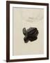 Baby Turtle on Beach, Santa Maria, Sal (Salt), Cape Verde Islands, Africa-R H Productions-Framed Photographic Print