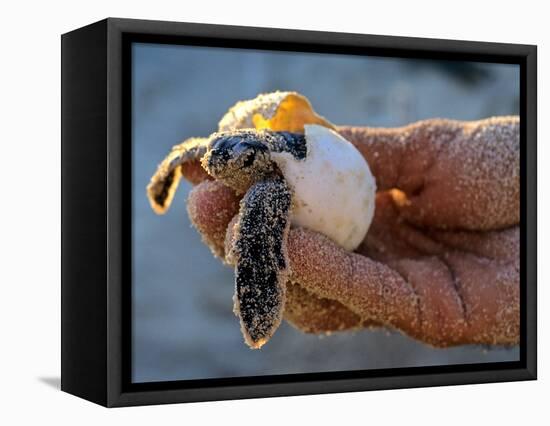 Baby Turtle, Ruta Maya, Mexico-Kenneth Garrett-Framed Stretched Canvas