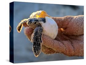 Baby Turtle, Ruta Maya, Mexico-Kenneth Garrett-Stretched Canvas