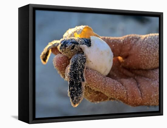 Baby Turtle, Ruta Maya, Mexico-Kenneth Garrett-Framed Stretched Canvas