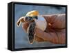 Baby Turtle, Ruta Maya, Mexico-Kenneth Garrett-Framed Stretched Canvas