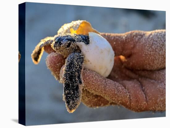 Baby Turtle, Ruta Maya, Mexico-Kenneth Garrett-Stretched Canvas