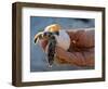 Baby Turtle, Ruta Maya, Mexico-Kenneth Garrett-Framed Photographic Print