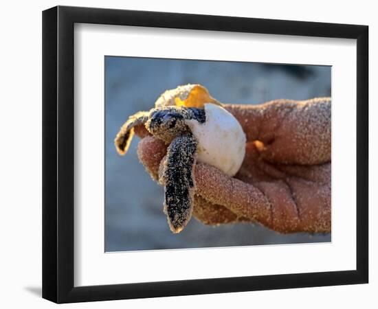 Baby Turtle, Ruta Maya, Mexico-Kenneth Garrett-Framed Photographic Print