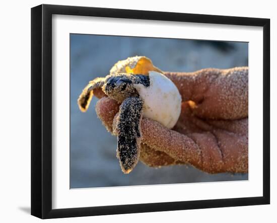 Baby Turtle, Ruta Maya, Mexico-Kenneth Garrett-Framed Photographic Print