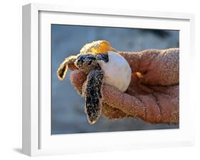 Baby Turtle, Ruta Maya, Mexico-Kenneth Garrett-Framed Photographic Print