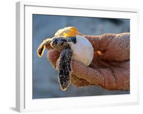 Baby Turtle, Ruta Maya, Mexico-Kenneth Garrett-Framed Photographic Print