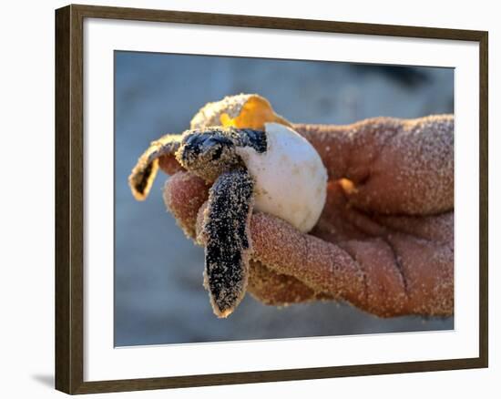 Baby Turtle, Ruta Maya, Mexico-Kenneth Garrett-Framed Photographic Print