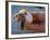 Baby Turtle, Ruta Maya, Mexico-Kenneth Garrett-Framed Photographic Print