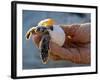 Baby Turtle, Ruta Maya, Mexico-Kenneth Garrett-Framed Photographic Print