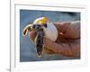 Baby Turtle, Ruta Maya, Mexico-Kenneth Garrett-Framed Photographic Print