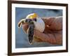 Baby Turtle, Ruta Maya, Mexico-Kenneth Garrett-Framed Photographic Print