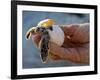 Baby Turtle, Ruta Maya, Mexico-Kenneth Garrett-Framed Photographic Print