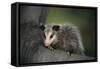 Baby Virginia Opossum on Branch-DLILLC-Framed Stretched Canvas