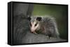 Baby Virginia Opossum on Branch-DLILLC-Framed Stretched Canvas