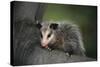 Baby Virginia Opossum on Branch-DLILLC-Stretched Canvas