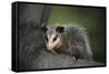 Baby Virginia Opossum on Branch-DLILLC-Framed Stretched Canvas