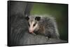 Baby Virginia Opossum on Branch-DLILLC-Framed Stretched Canvas