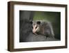 Baby Virginia Opossum on Branch-DLILLC-Framed Premium Photographic Print