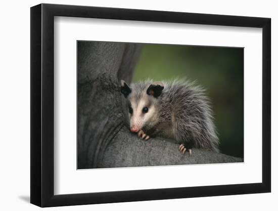 Baby Virginia Opossum on Branch-DLILLC-Framed Premium Photographic Print