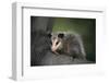Baby Virginia Opossum on Branch-DLILLC-Framed Premium Photographic Print