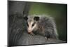 Baby Virginia Opossum on Branch-DLILLC-Mounted Premium Photographic Print