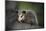 Baby Virginia Opossum on Branch-DLILLC-Mounted Photographic Print